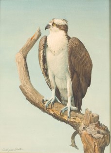 /userimg/JeQeJ/Osprey Louis Agassiz Fuerte - Resized.jpg